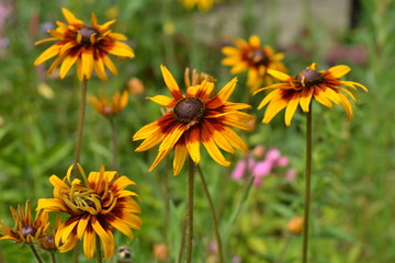 Yellow rudbeckia in the summer garden.