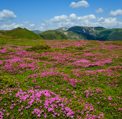 Obraz premium Blossoming slopes (rhododendron flowers ) of Carpathian mountains.