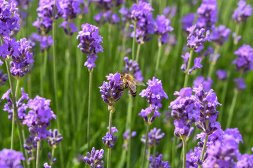 Obraz premium bee on purple flower
