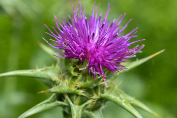 thistle flower
