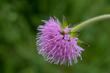 pink flower