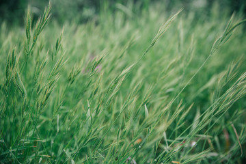 Green fresh grass on summer meadow. long ears sway in the wind