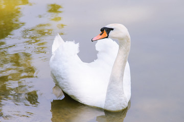 Beautiful gorgeous swan on lake