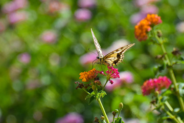 Beautiful summer butterfly on the flower