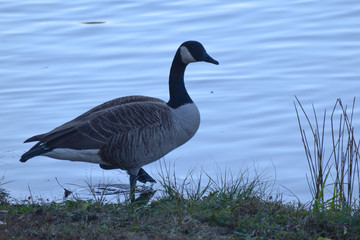 goose on lake