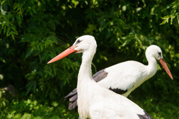 Two white storks against green background of trees (Ciconia ciconia)