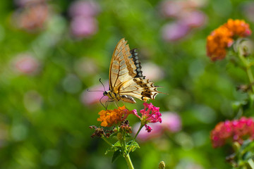 Beautiful summer butterfly on the flower