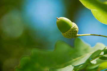 green unripe acorn grows on a branch with leaves.