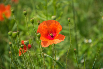 Red flower of blooming poppy on a background of green grass.