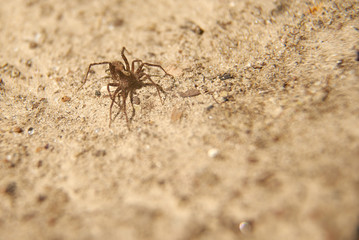 brown spider crawling on the sandy surface.