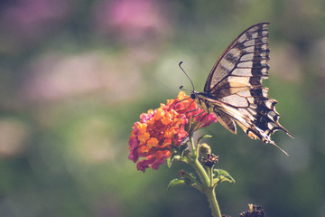 Beautiful summer butterfly on the flower