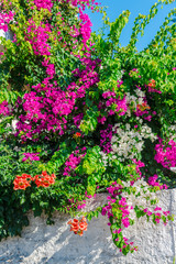 mediterranean flowers