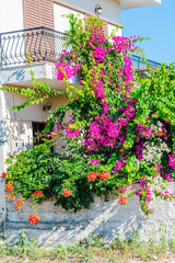 mediterranean flowers