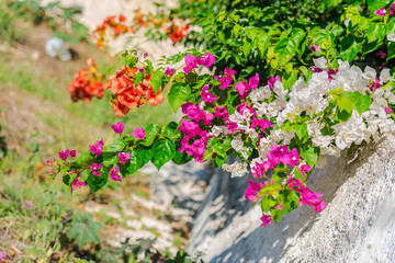 mediterranean flowers