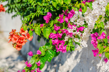 mediterranean flowers