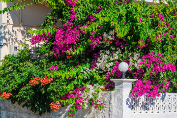 Fototapeta na wymiar Mediterranean flowers