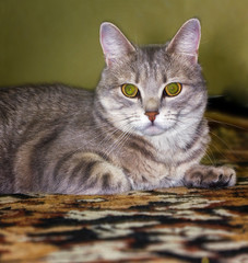 portrait of homemade gray striped cat with green big eyes lying on the floor