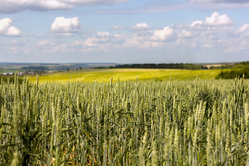 field with wheat, green ears of wheat in the foreground, landscape field receding into the distance perspective against the blue sky with clouds agriculture