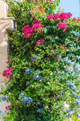 mediterranean flowers