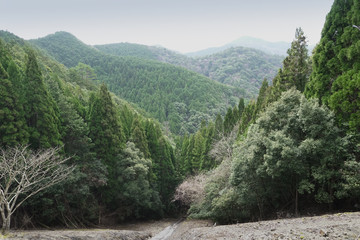 Fototapeta na wymiar Rolling green hills in Hongu area on the Kumano Kodo trail Japan