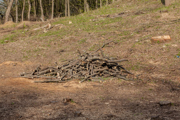 Pine tree forestry exploitation in a sunny day. Stumps and logs show that overexploitation leads to deforestation endangering environment and sustainability