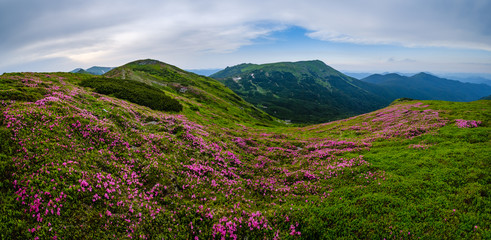 Pink rose rhododendron flowers on summer mountain slope