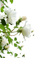 Weiße Rosen vor hellen Hintergrund - Freisteller - Hintergrund - Textfreiraum