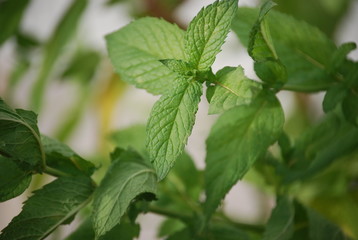 Spearmint Leave Plant, Close Up