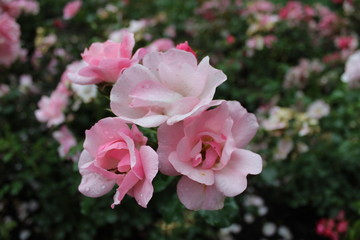 pink rose