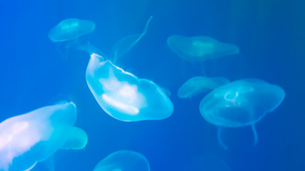 aquarium life, medusa or jellyfish underwater, animal photography.