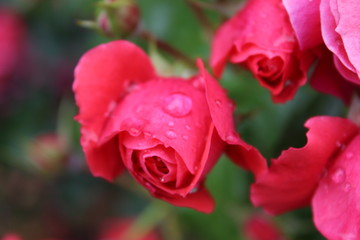 rose with rain drops