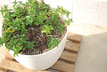 Peppermint Leaves in White Pot