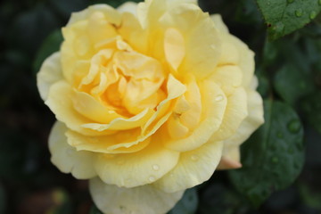 yellow rose