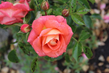 pink rose in garden