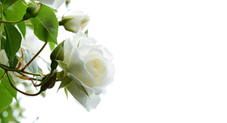 Weiße edle Rosen vor hellen Hintergrund - Rosengarten - Kletterrosen