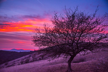 Fototapeta na wymiar Springtime landscape at the sunset on the hill
