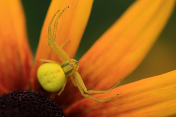 yellow spider sitting on flower