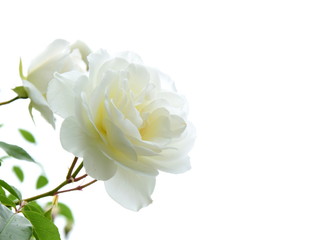 Weiße Rosen vor hellen Hintergrund - isoliet - freigestellt