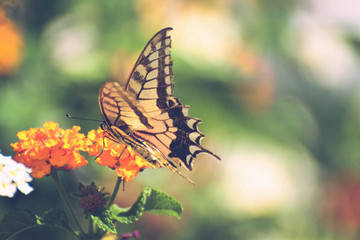 Beautiful summer butterfly on the flower