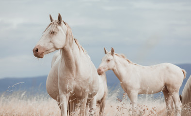 Fototapeta na wymiar family of white horses eating in the grass in the middle of nature