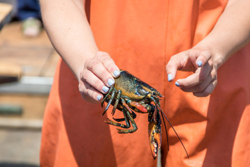 Maine Lobster Boat demo, how-to catch, measure and band lobster from trap, handheld lobster