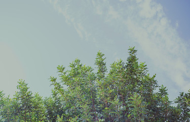 Obraz na płótnie Canvas Green branches with blue Sky and copy space