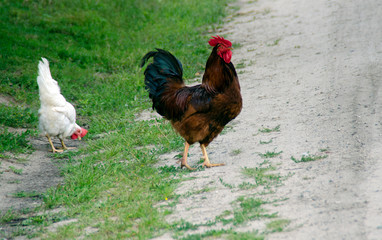 A brown rooster with a black tail and a white hen walk free. Birds close-up. Countryside.