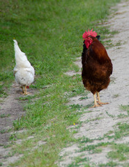 A brown rooster with a black tail and a white hen walk free. Birds close-up. Countryside.