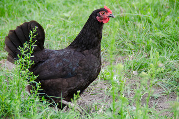 Black chicken walking on the grass in the wild. Bird close up.