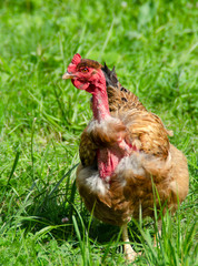 Sick shabby brown chicken without feathers walking on the grass on the loose. Poultry close-up. Countryside.