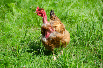 Sick shabby brown chicken without feathers walking on the grass on the loose. Poultry close-up. Countryside.
