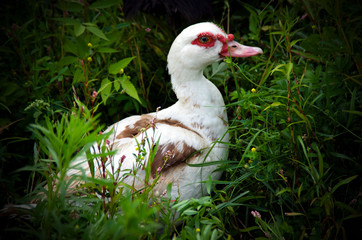 Beautiful white domestic duck walks free in the thickets of grass. Rural areas, agriculture. Poultry close-up.