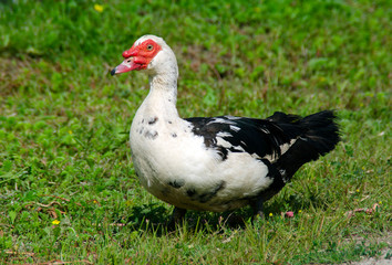 Beautiful white house duck walks free on the grass. Bird close up.Rural areas, agriculture.