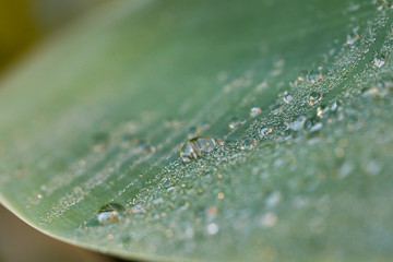 Water drops on a green leaf in a garden